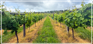 Fino-winery